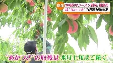 猛暑の中で「あかつき」収穫開始　福島の桃シーズン到来