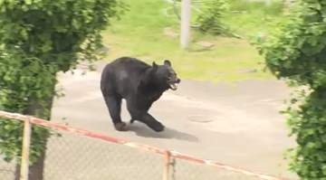 【速報】4人を襲い工場に留まっていたクマが工場の外に逃走　市などが周辺住民に警戒を呼びかけ　福島