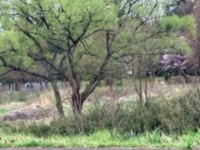 周辺の学校では登校の自粛呼びかけられる…郡山市中心部で体長約1.5ｍの熊　緊急銃猟の可能性も　福島