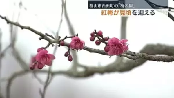 郡山市西田町「梅の里」で紅梅が見頃　福島