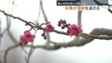 郡山市西田町「梅の里」で紅梅が見頃　福島