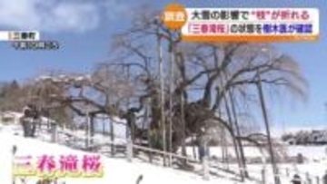 大雪の影響で折れた三春滝桜　樹木医の診断の結果は…？　福島