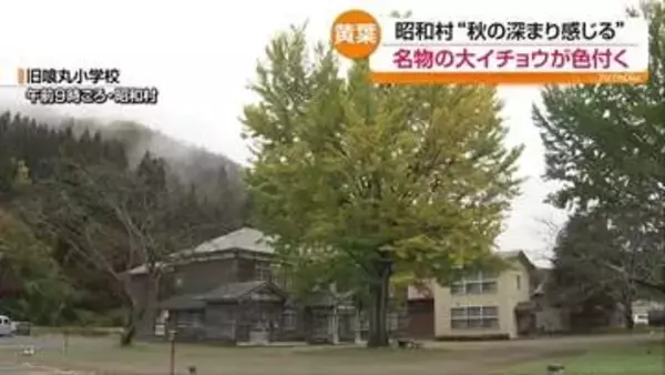 昭和村の大イチョウが黄葉　郡山市では温かいそば・うどんが人気　福島