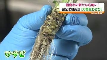 福島市の新名物へ「大笹生わさび」　完全水耕栽培で生産