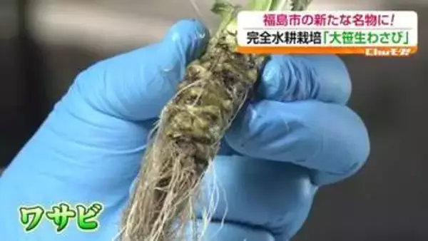 福島市の新名物へ「大笹生わさび」　完全水耕栽培で生産
