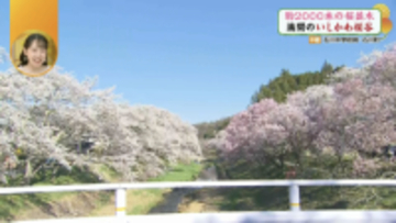 約2000本の桜並木を人力車で！そのあとは囲炉裏付きの店内×地元評判の白い蕎麦が楽しめる「蕎麦美人」へ