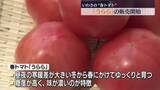 「春トマト「うらら」の販売開始　福島」の画像1