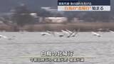 「「元気で旅立って、また…」春の訪れを告げるハクチョウの「北帰行」　福島」の画像1