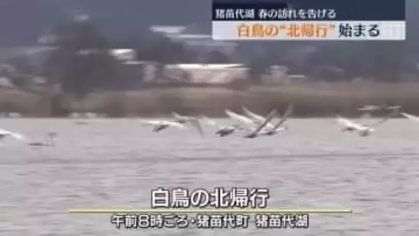 「元気で旅立って、また…」春の訪れを告げるハクチョウの「北帰行」　福島