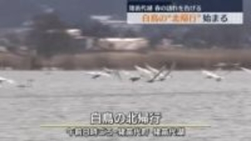 「元気で旅立って、また…」春の訪れを告げるハクチョウの「北帰行」　福島