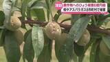 「ひょう被害６億超に…旬を迎える桃などの被害が深刻　福島」の画像1