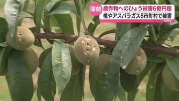 ひょう被害６億超に…旬を迎える桃などの被害が深刻　福島