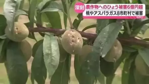 ひょう被害６億超に…旬を迎える桃などの被害が深刻　福島