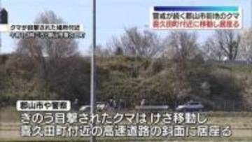 緊急銃猟も検討　郡山市街地で目撃のクマ　喜久田町付近の高速道路斜面に居座る