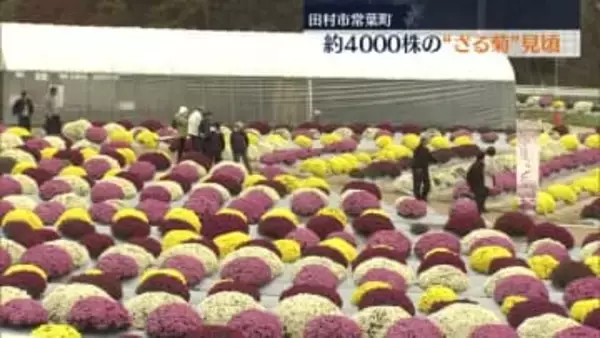 「素晴らしい、最高」“ざる菊”見頃　色とりどりの約4千株　田村市常葉町・福島