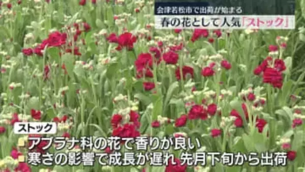 春の花「ストック」の出荷始まる　福島・会津若松