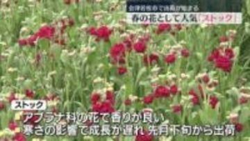 春の花「ストック」の出荷始まる　福島・会津若松