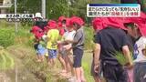 「お尻が泥だらけになっても「気持ちいい」　園児たちが“田植え”を体験　福島」の画像1