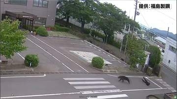 福島市笹木野で男女4人がクマに襲われる…防犯カメラに“どう猛な”クマの様子が映る　従業員を追い回して引き倒し走り去る