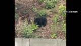 「「いわき市にはクマはいない」という常識覆る…市が4例目「ツキノワグマ」と断定　福島」の画像1