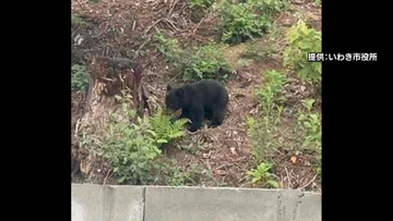 「いわき市にはクマはいない」という常識覆る…市が4例目「ツキノワグマ」と断定　福島