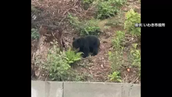 「いわき市にはクマはいない」という常識覆る…市が4例目「ツキノワグマ」と断定　福島