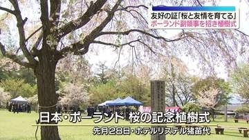 「桜と友情を育てる」ポーランドを招いて桜の植樹　福島・猪苗代町