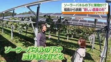 ソーラーパネルの下でブドウを栽培　農業と発電を両立する取り組み　福島