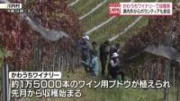 「風光明媚で気候も最高で健康的」かわうちワイナリーで収穫祭　川内村・福島