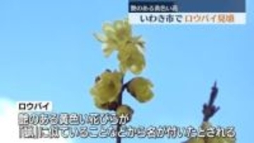 ロウバイ見ごろ　つやのある黄色い花びらが特徴　いわき市フラワーセンター　福島