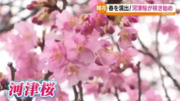 「気持ちが明るくなるピンク」早咲きで知られる河津桜が開花　福島