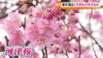 「気持ちが明るくなるピンク」早咲きで知られる河津桜が開花　福島