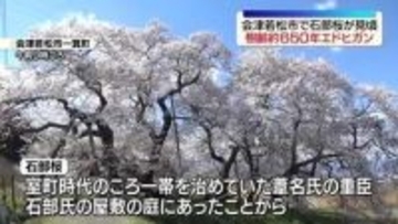 「見に来て良かった」会津若松市で石部桜が見頃　今週いっぱい楽しめる
