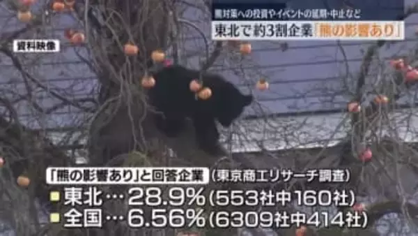 全国各地で被害が相次ぐ熊　東北で約３割の企業「熊の影響が出ている」　熊対策への投資など