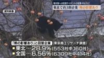 全国各地で被害が相次ぐ熊　東北で約３割の企業「熊の影響が出ている」　熊対策への投資など