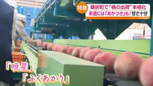 本格的な桃の出荷シーズン　大忙し！桃の選果場　気になることしの出来は？