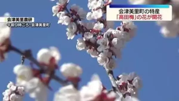 「高田梅」の花が開花…梅畑は薄いピンク色の可憐な花で覆われる　福島