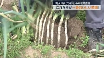 「これからが1番美味しい時期」“阿久津曲がりねぎ”の収穫最盛期　福島