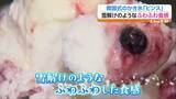 「進化するかき氷に注目　紅茶尽くしから韓国式まで」の画像1