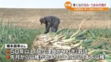「これからが一番おいしい時期」阿久津曲がりねぎの収穫　一般的なものより甘く柔らかいのが特徴