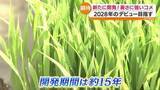 「2028年のデビュー目指す！新たに開発！暑さに強いコメ「福島59号」」の画像1