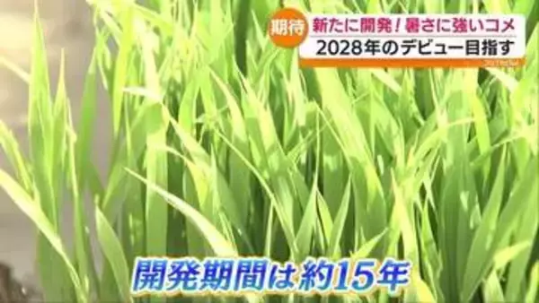 2028年のデビュー目指す！新たに開発！暑さに強いコメ「福島59号」