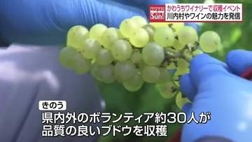 「おいしいワイン私も飲みたい」川内村のワイナリーでブドウの収穫　福島