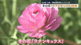 「会津若松市で冬の花「ラナンキュラス」出荷始まる　花言葉に「合格」受験の縁起物としても人気」の画像1