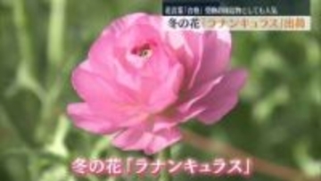 会津若松市で冬の花「ラナンキュラス」出荷始まる　花言葉に「合格」受験の縁起物としても人気