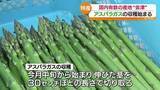 「「新鮮なうちに！」会津特産のアスパラガス　収穫最盛期」の画像1