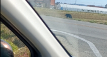 郡山市がクマを緊急銃猟へ　磐越道の一部区間を通行止めに