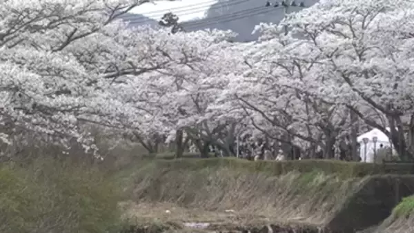 各地でお花見日和に　郡山市三穂田町の笹原川千本桜　有料観覧席も　福島県