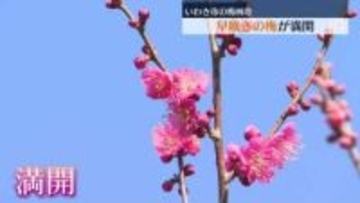 早咲きの梅が満開　いわき市常磐水野谷町の梅林寺