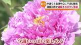 「初夏の陽気 牡丹園は遅咲き見頃 楢葉でユズ植樹 町おこしへ 福島」の画像1